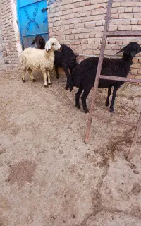 ۳ عدد بره ماده