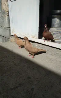 کفتر درجایی