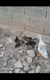 جوجه اردک