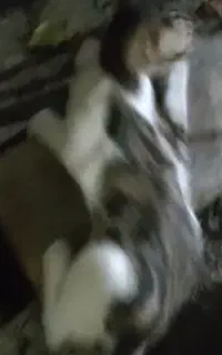 گمشده گربه فلج از دست
