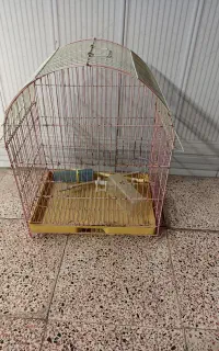 قفس
