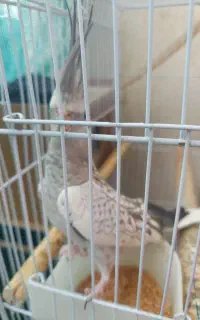 پرنده عروس هلندی ماده ایزوبلا دستی