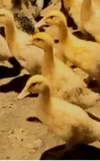 جوجه اردک