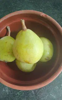 گلابی محلی