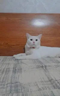 گربه پیدا شده
