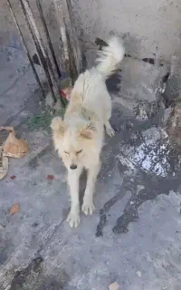 سگ پاکوتاه
