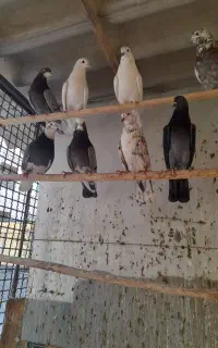 ۳۵عدد کفتر خوب یجایی