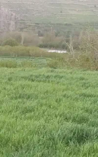 زمین خانه باغ میشخاص