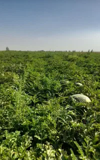 هندوانه درشت