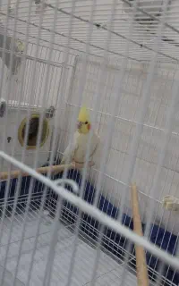 عروس هلندی نر و ماده