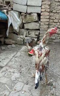 خروس لاری اصل رنگ چیل کم باب دانک بالا