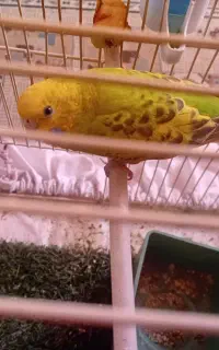 مرغ عشق ماده
