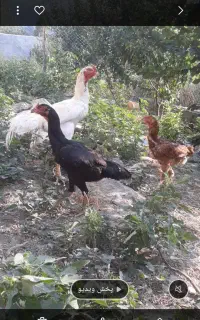 لاری