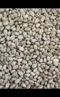 لوبیا چیتی درجه یک
