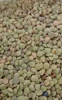 عدس تازه