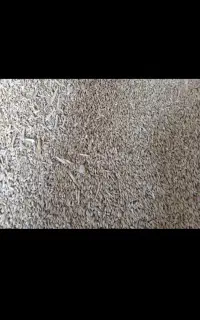 جودیمه