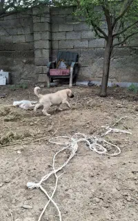 توله سرابی