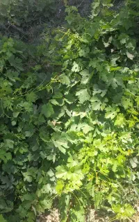 برگ مو تازه برا دلمه