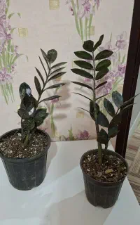 جشنواره خرید زامفولیا بلک با مشاوره رایگان