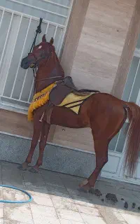 اسب بومی رفسنجان