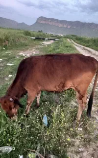 گاو جوان برانسویسی چاق هم کشتی هم داشتی