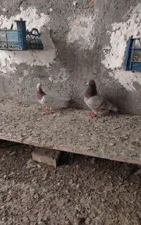 آلمانی