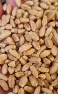 گندم هنتع اشتری نقدی