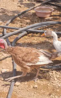 عروس هلندی