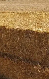 کاه پرس بسته بندی کلش  کیلو ۵هزار و پونصد