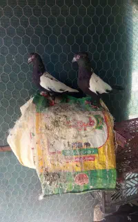 تعدادی کبوتر