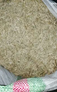 کاه یونجه دوتن