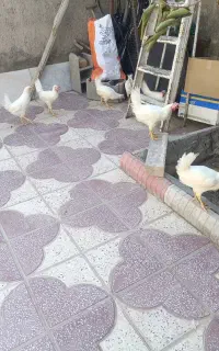 جوجه خروس و جوجه مرغ محلی