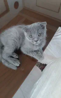 گربه اسکاتیش