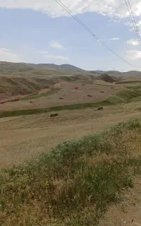 کارگر دامداری