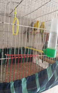 فروش مرغ عشق