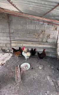 مرغ تروتمیز و سالم