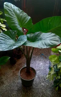 گل های ناز