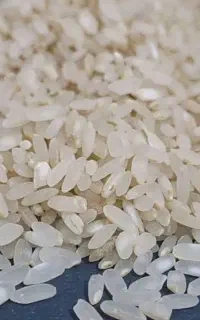 برنج لنجان بدون سم و کود شیمیایی با آب چاه