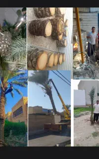 قطع نخل درخت بریدن هرس تمیز درآوردن ریشه سم پاشی