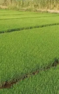 بذر چلتوک