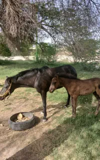 اسب مادیون باکره نریون