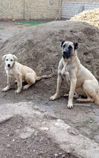 سگ سرابی