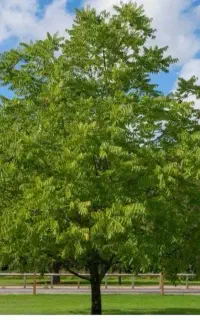گردو تکان /تکاندن انواع درخت گردو