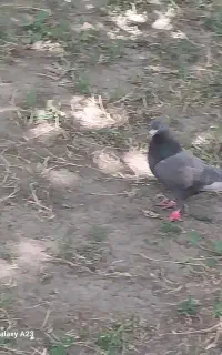 کبوتر
