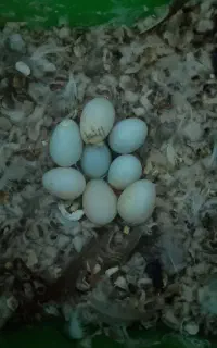 فنچ نرو ماده معاوضه با مرغ عشق نرو ماده