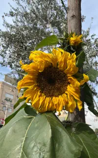 گرافیست ، طراح پوستر