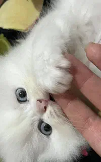 گربه دوست‌داشتنی و سالم