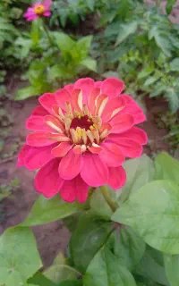 گل‌های خوشرنگ وسرحال