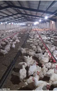 جهت کار در مرغداری گوشتی