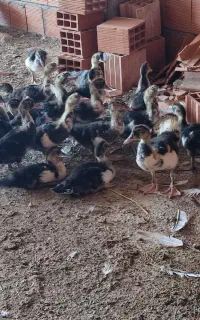 اردک اسماعیلی جنس درشت